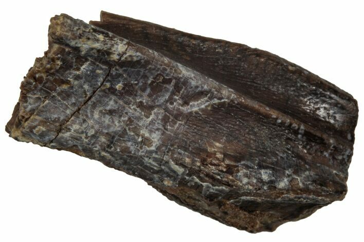 Fossil Hadrosaur (Edmontosaurus) Tooth - Wyoming #350567